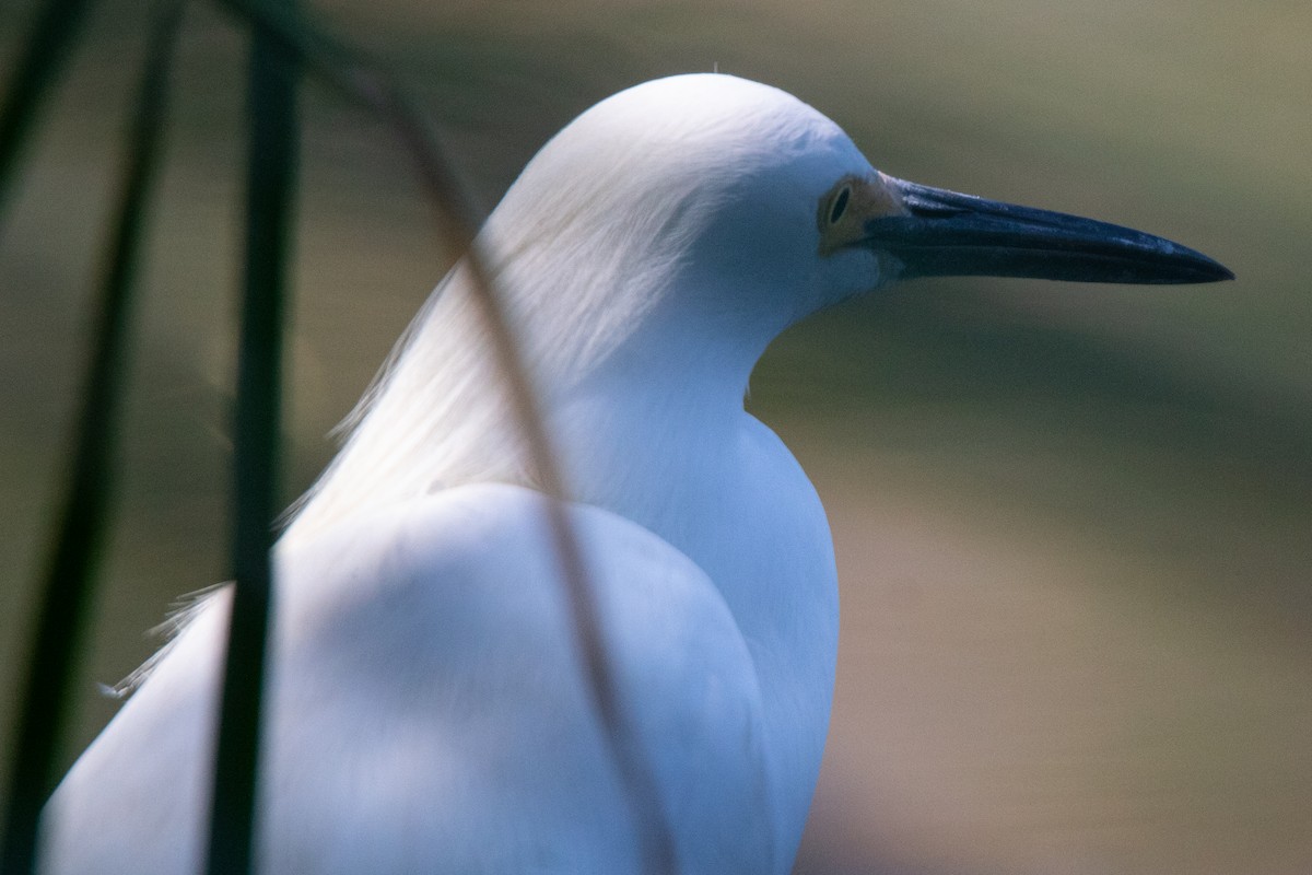 Snowy Egret - ML622056537