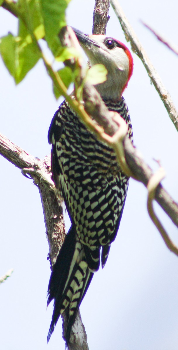 West Indian Woodpecker - ML622056538