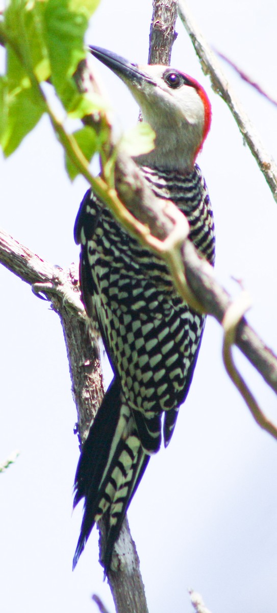 West Indian Woodpecker - ML622056539