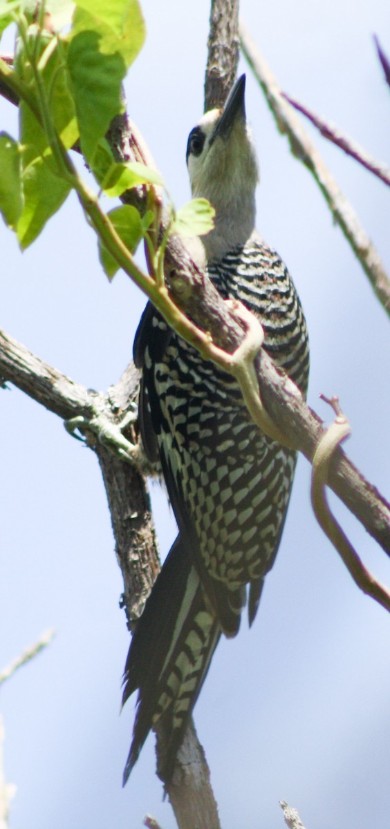 West Indian Woodpecker - ML622056540