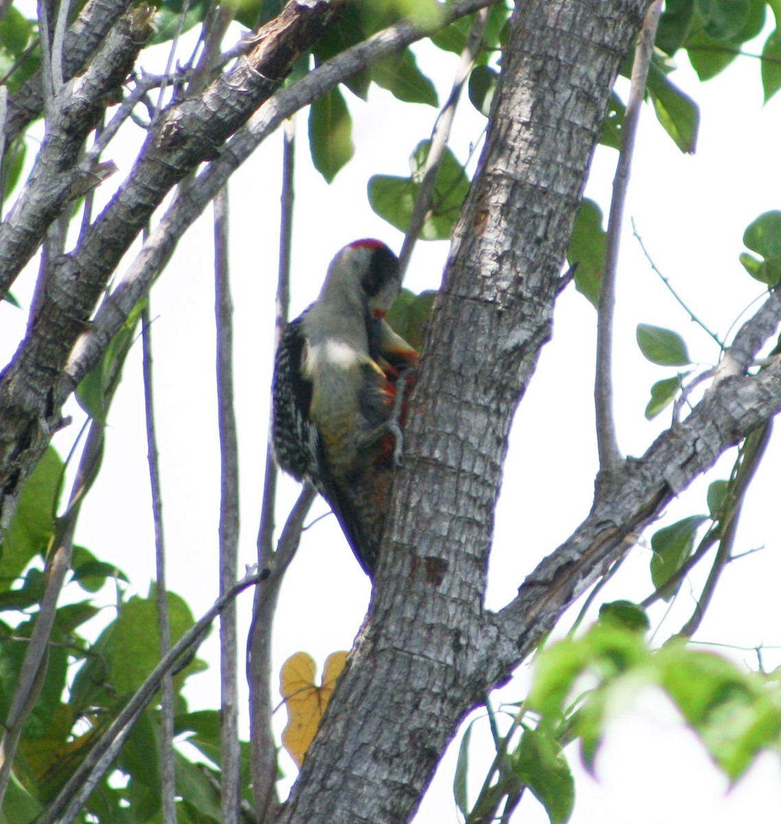 West Indian Woodpecker - ML622056541