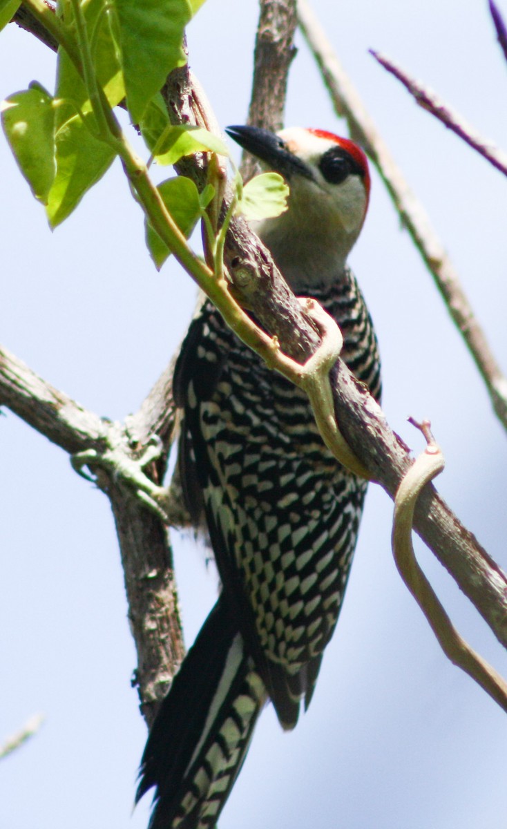 West Indian Woodpecker - Serguei Alexander López Perez