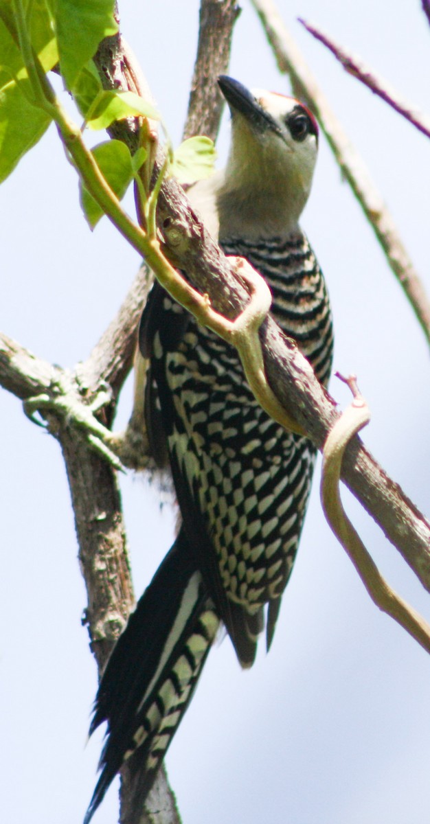 West Indian Woodpecker - ML622056543