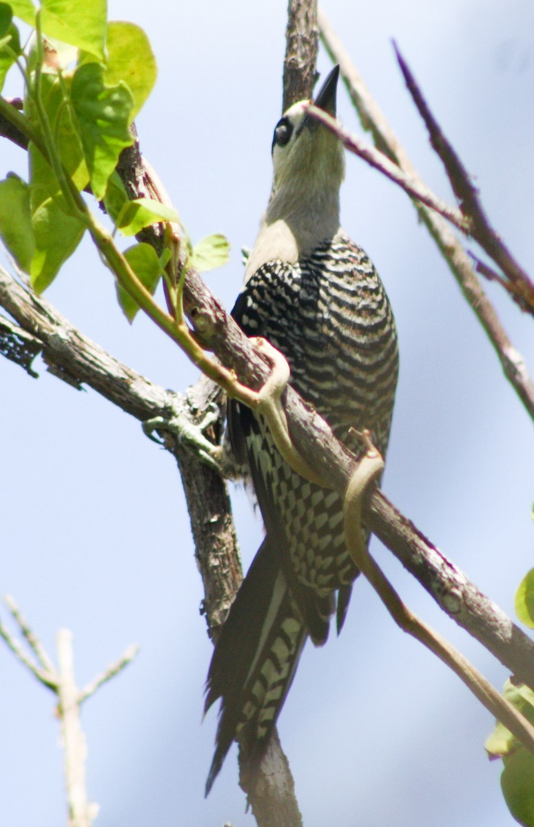 West Indian Woodpecker - ML622056544