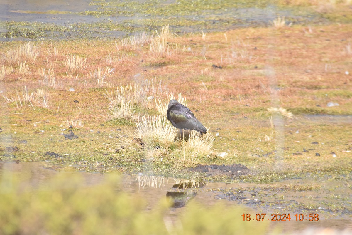 Andean Lapwing - ML622056546