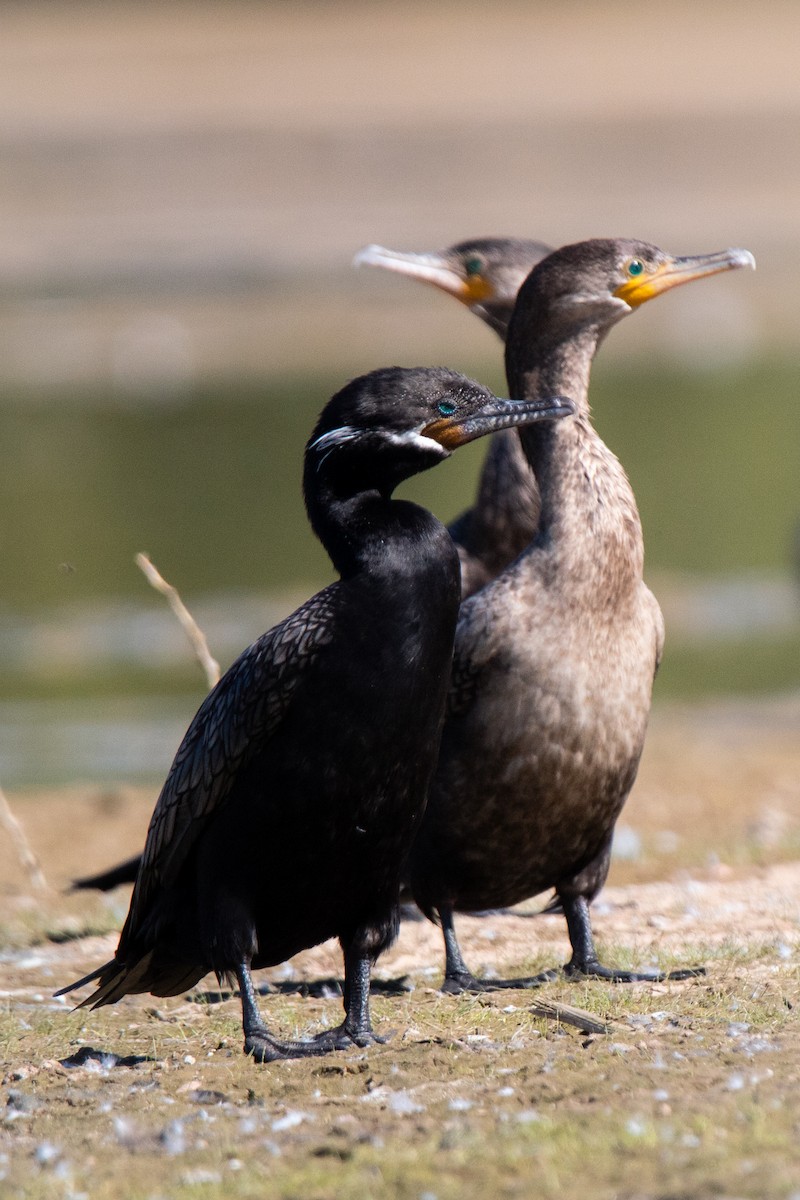 Neotropic Cormorant - ML622056547