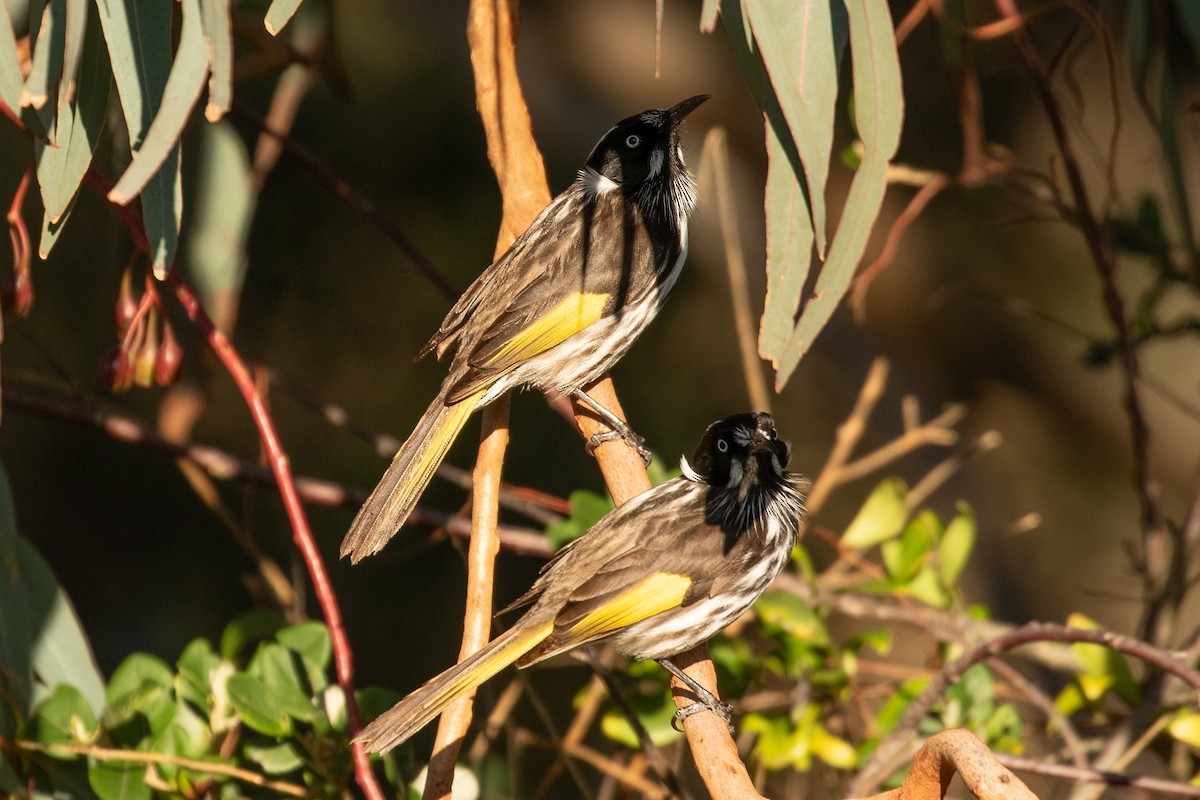 New Holland Honeyeater - ML622056548