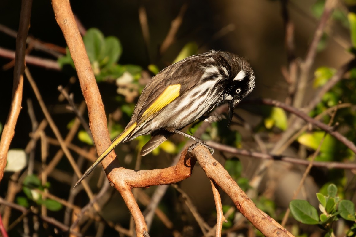 New Holland Honeyeater - ML622056549