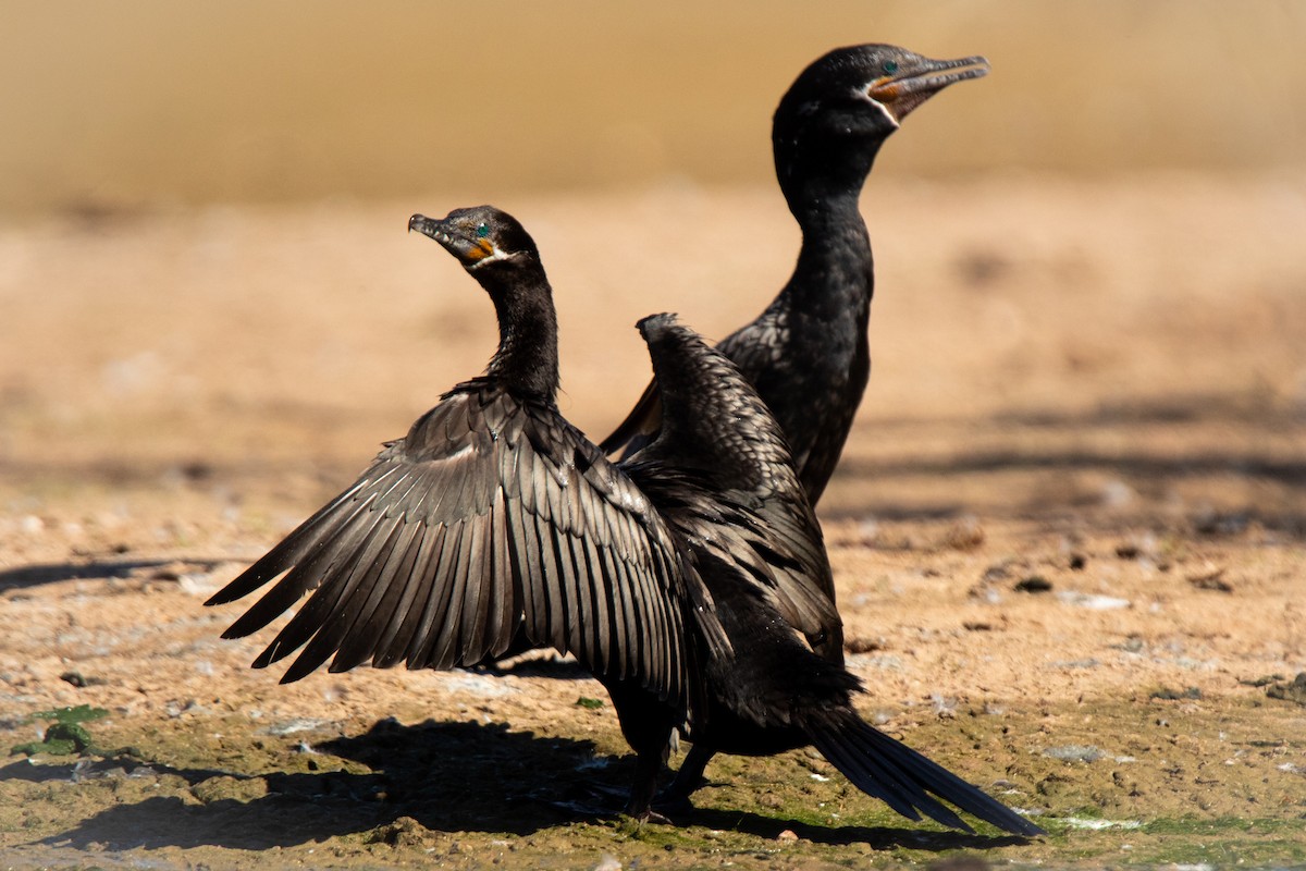 Cormorán Biguá - ML622056550