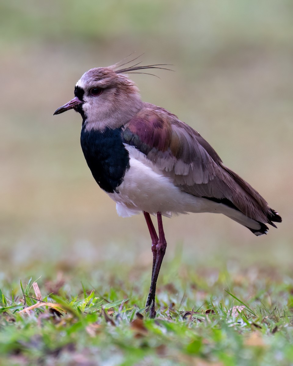 Southern Lapwing - ML622056551