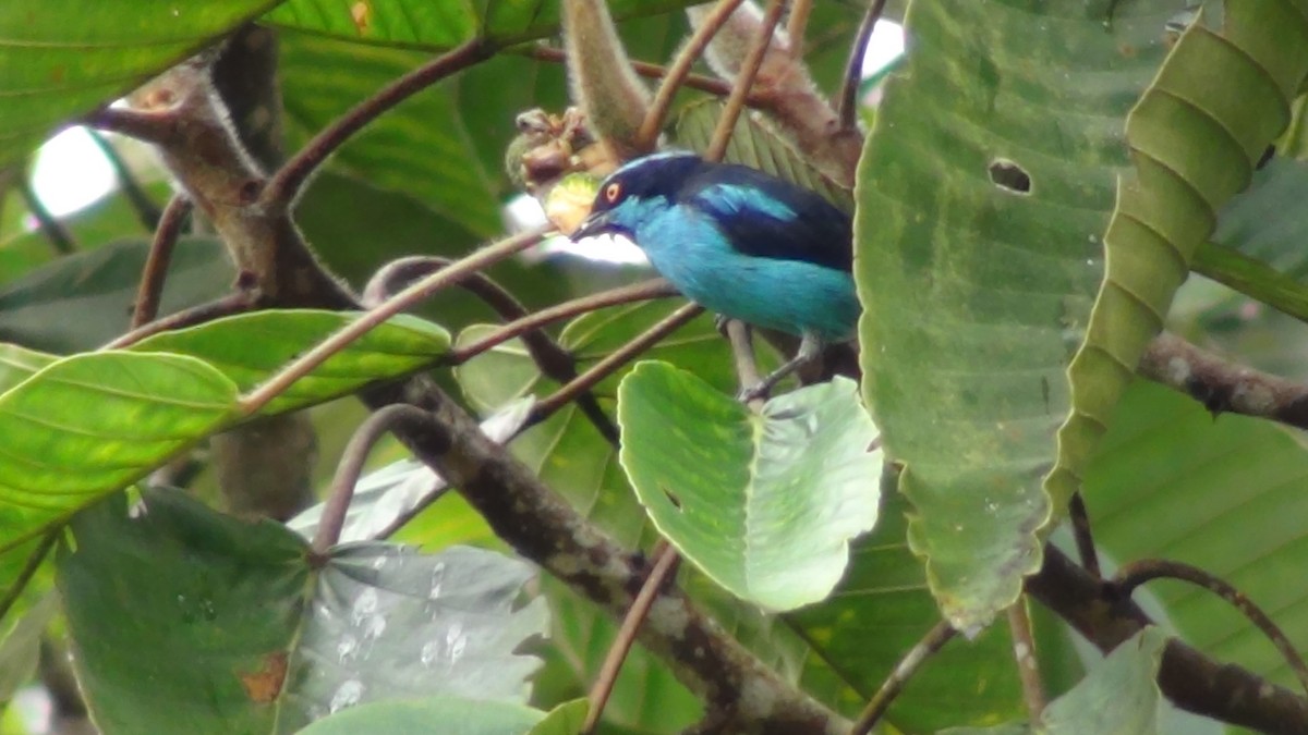 Black-faced Dacnis - ALEXANDER GONZALEZ