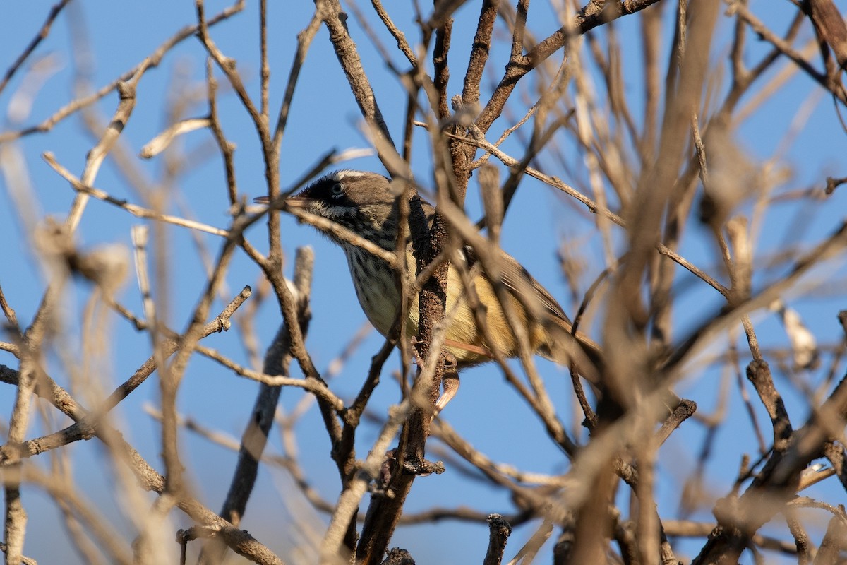 Spotted Scrubwren - ML622056553