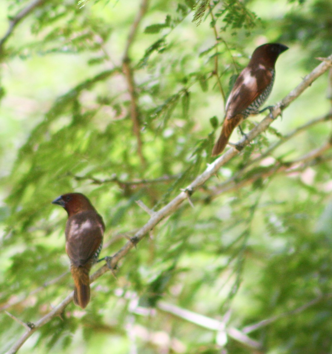 Scaly-breasted Munia - ML622056554