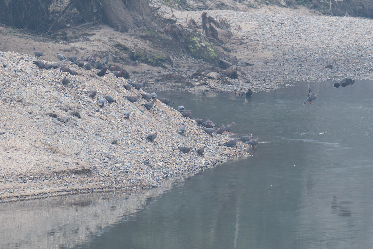 Chilean Pigeon - ML622056555