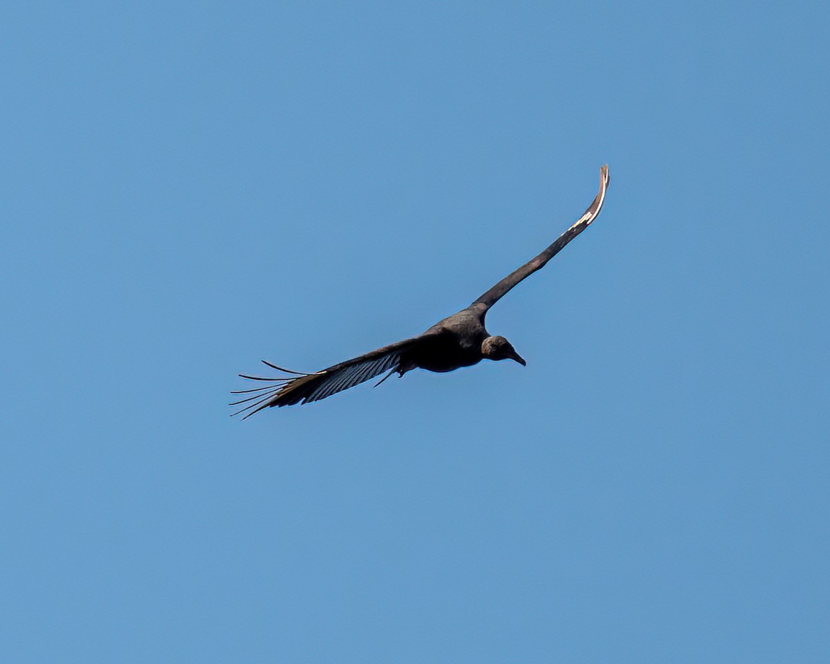 Black Vulture - ML622056556