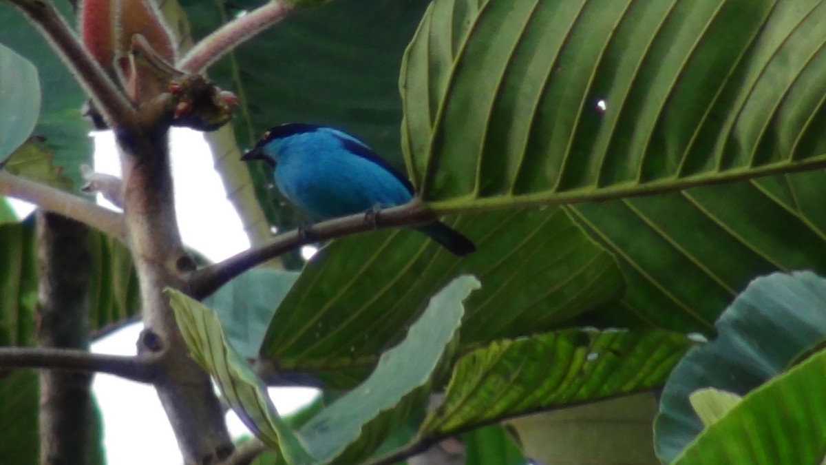 Black-faced Dacnis - ALEXANDER GONZALEZ