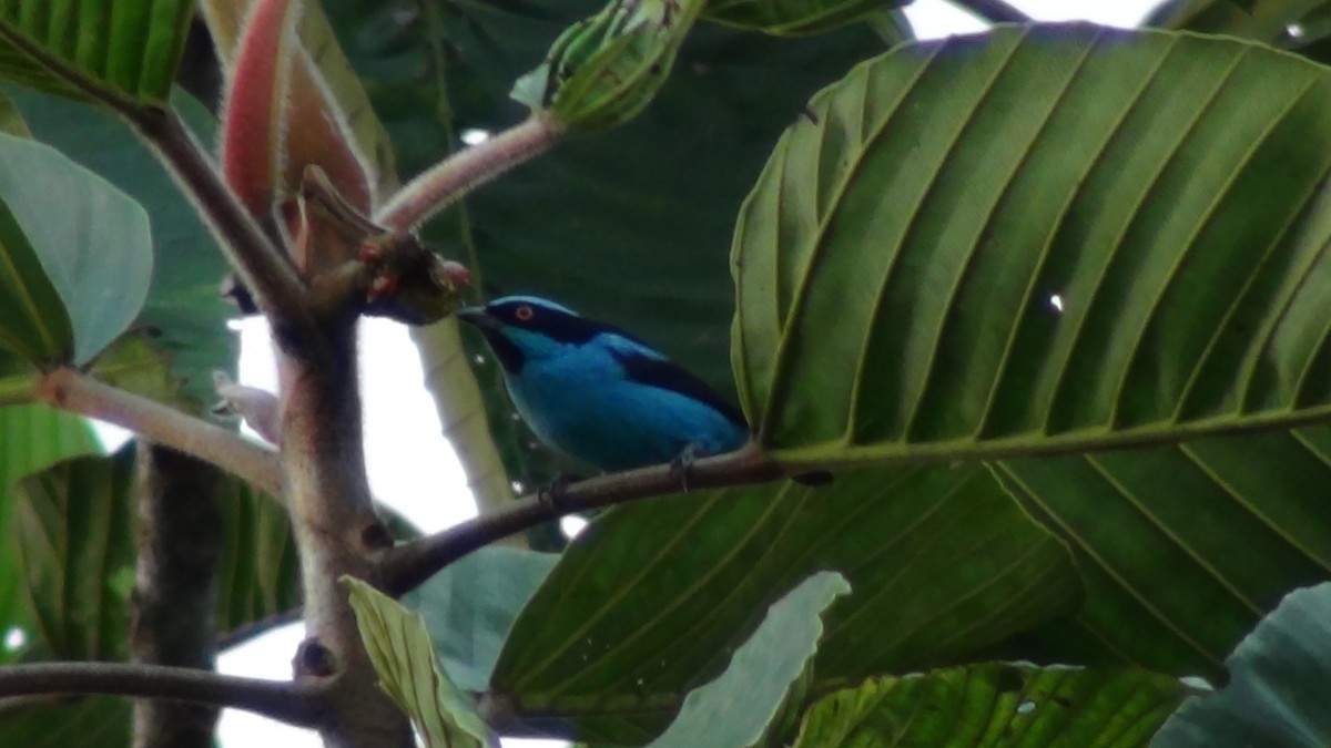 Black-faced Dacnis - ALEXANDER GONZALEZ