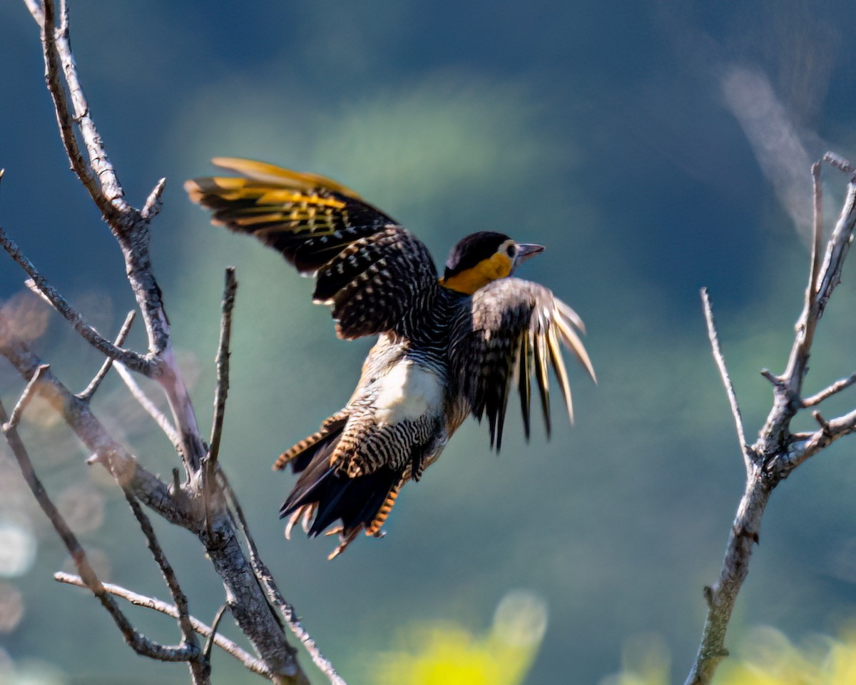 Campo Flicker - Victor Pássaro