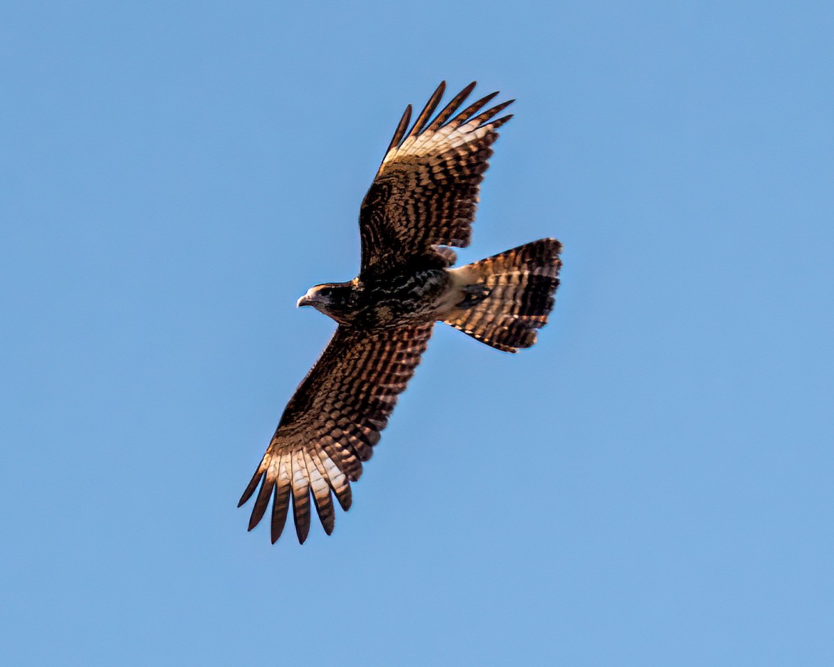 Yellow-headed Caracara - ML622056620