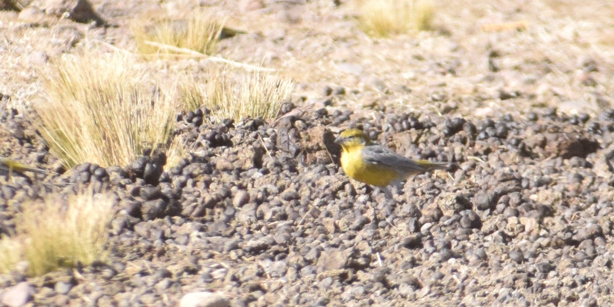 Bright-rumped Yellow-Finch - ML622056627