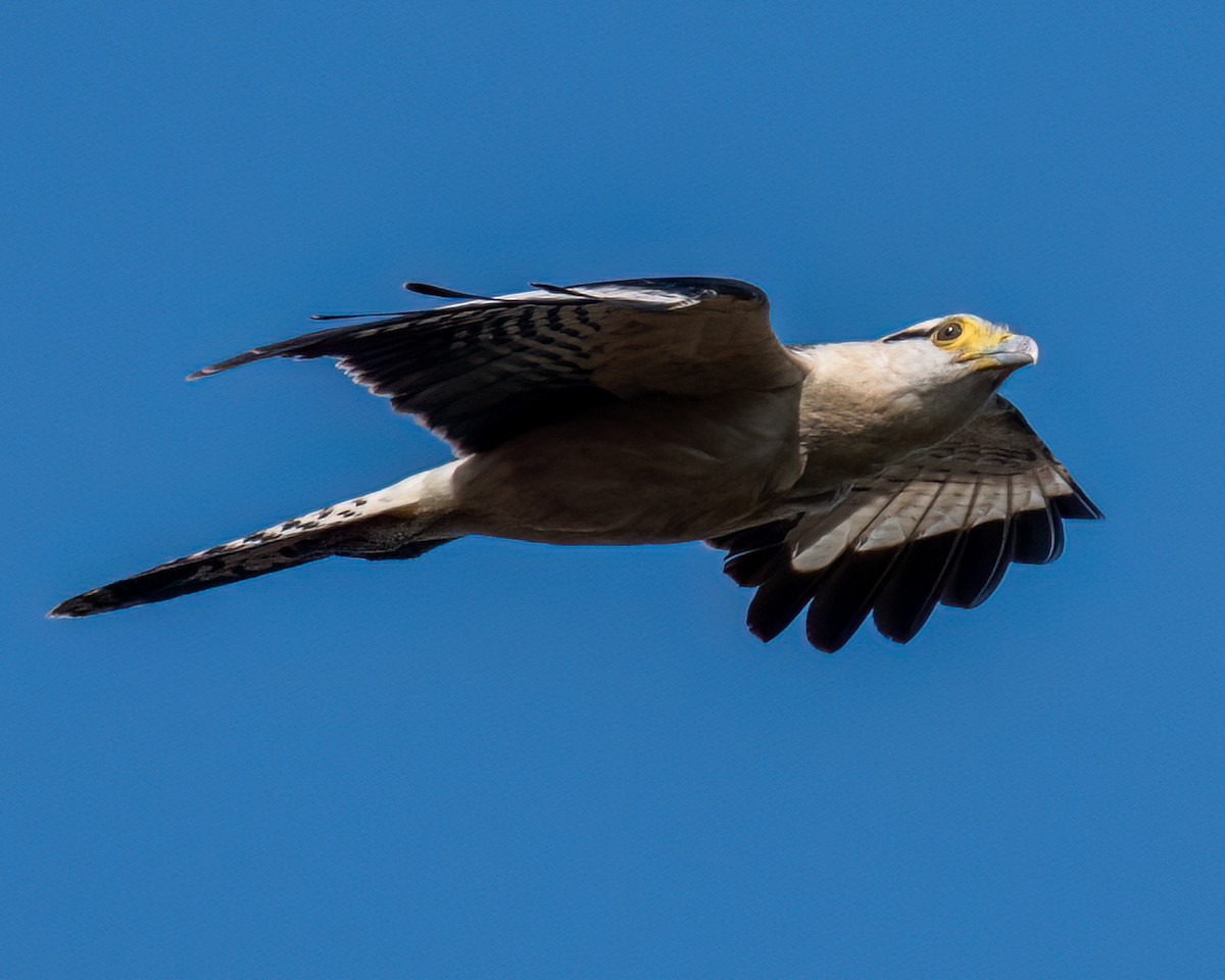 Yellow-headed Caracara - ML622056629