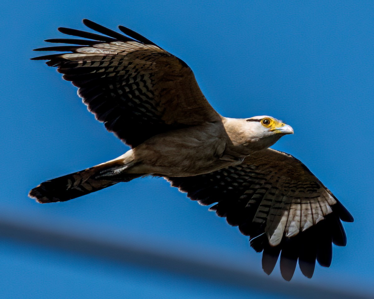 Yellow-headed Caracara - ML622056630