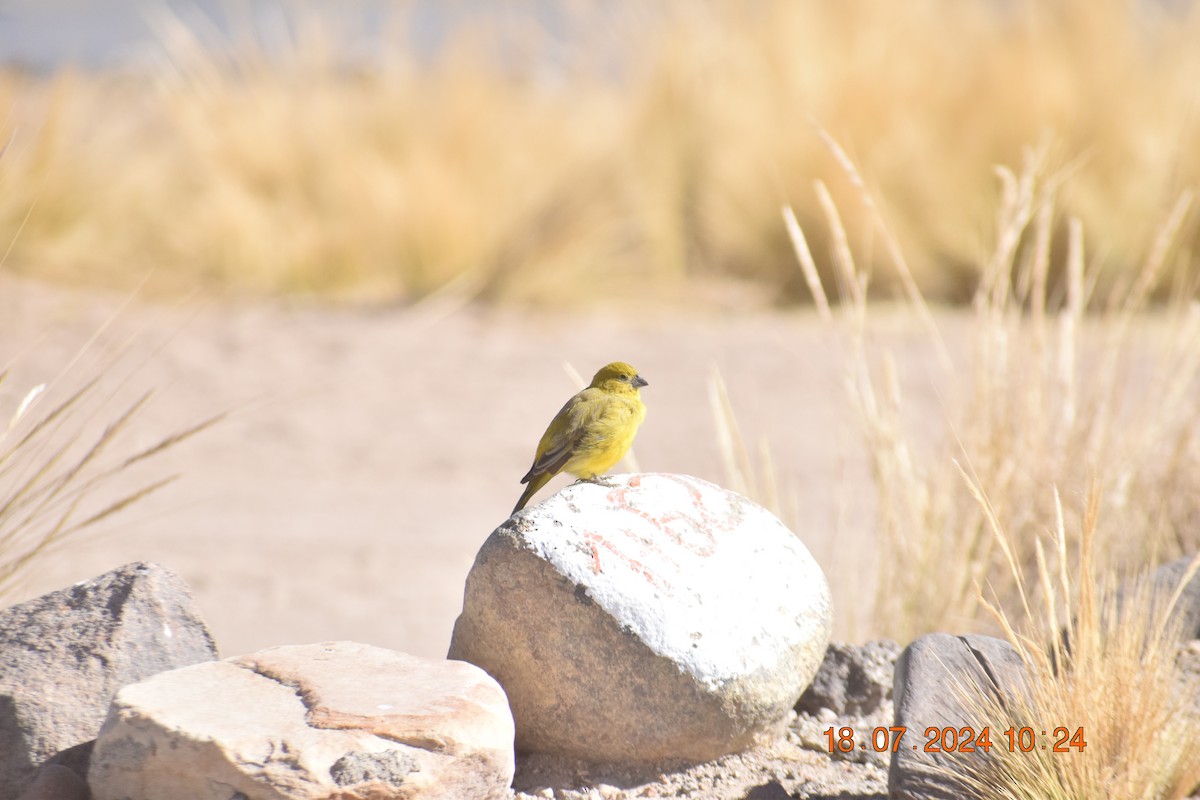 Bright-rumped Yellow-Finch - ML622056631