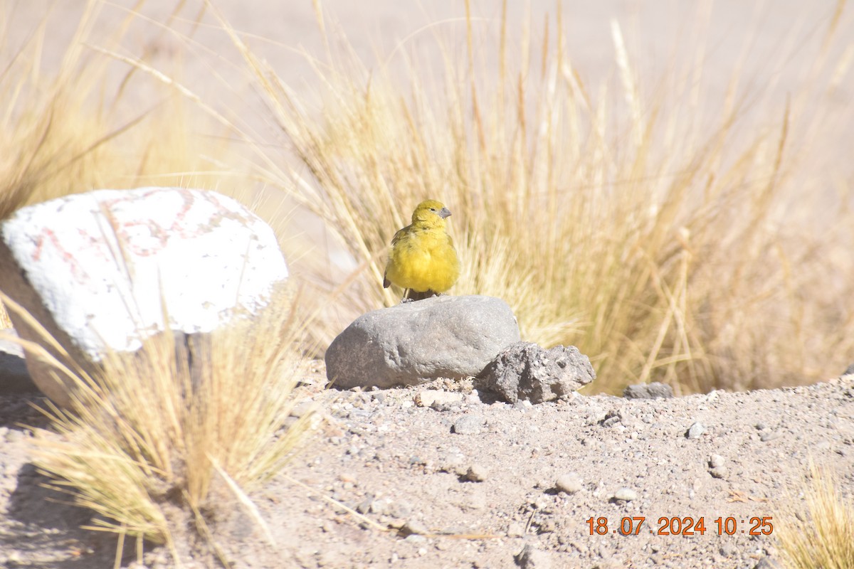 Bright-rumped Yellow-Finch - ML622056632