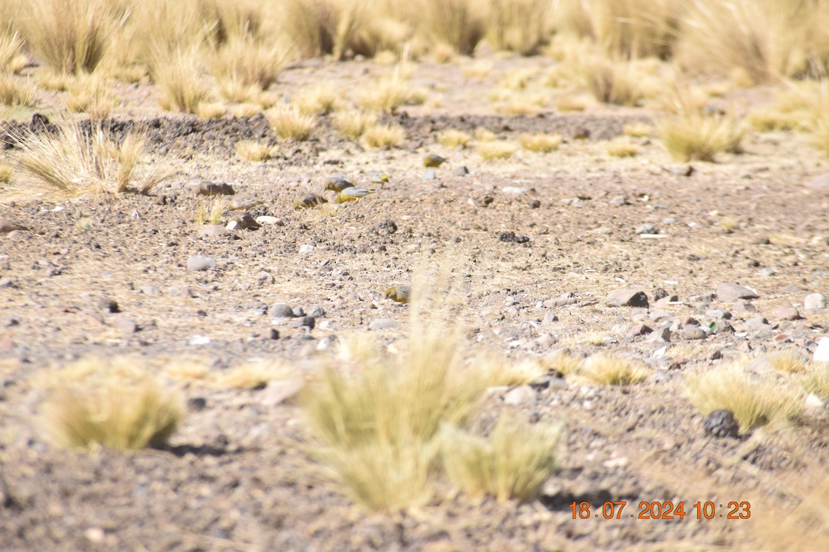 Bright-rumped Yellow-Finch - ML622056633