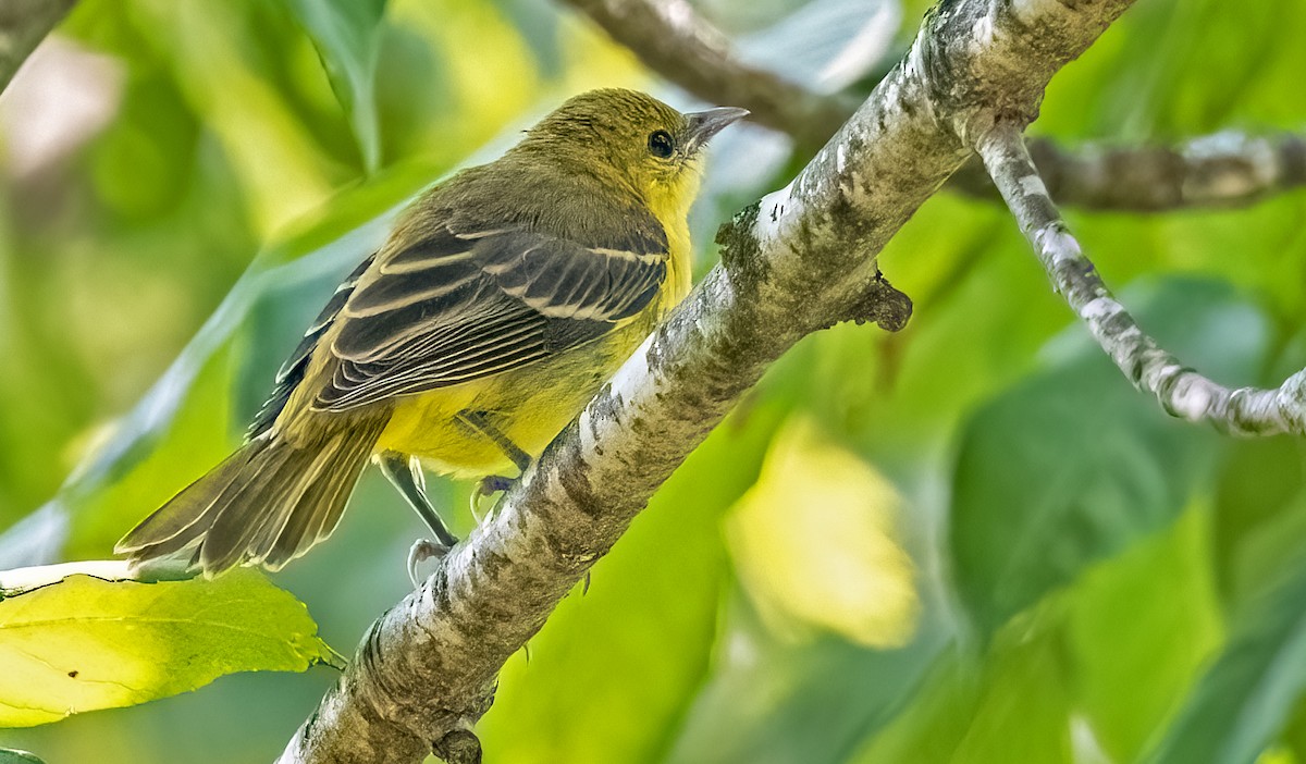 Orchard Oriole - ML622056634