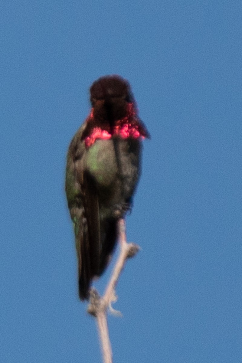 Anna's Hummingbird - Rebecca Seago