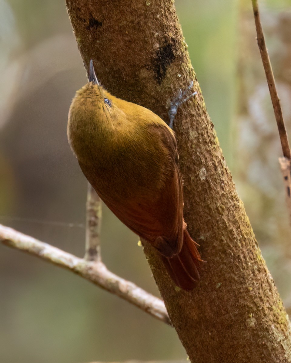 Olivaceous Woodcreeper - ML622056639