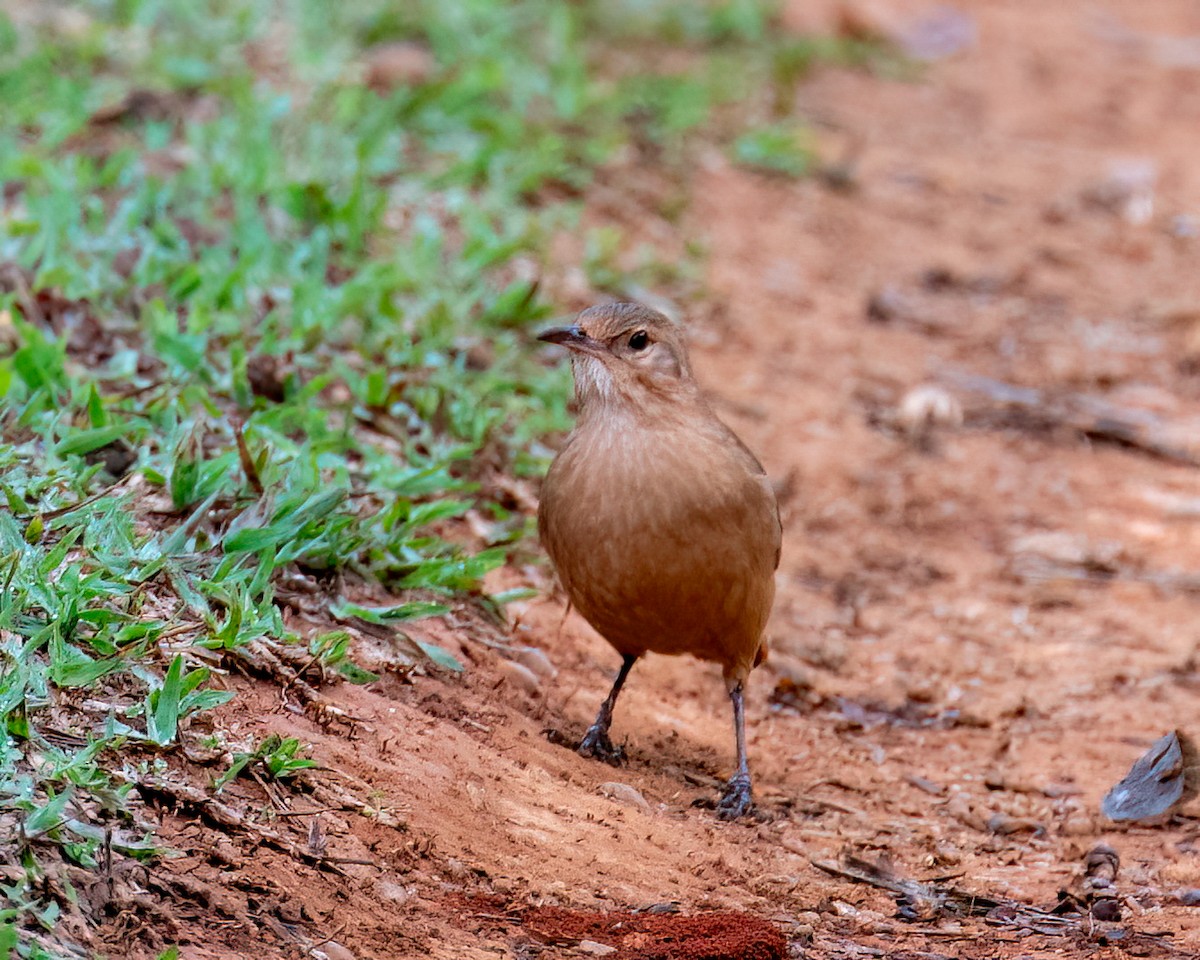 Rufous Hornero - ML622056640