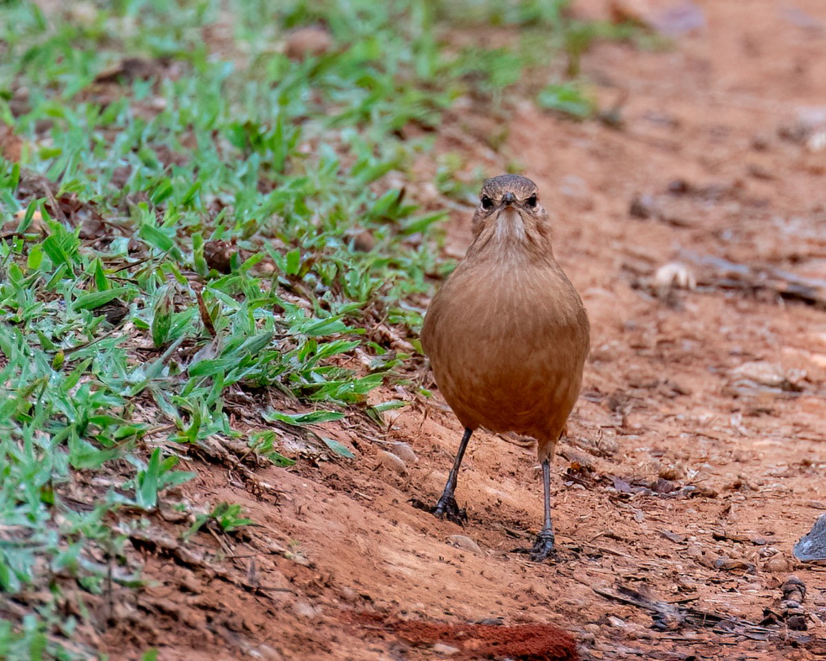 Rufous Hornero - ML622056641