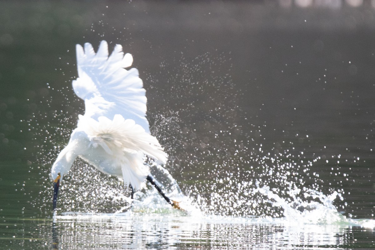 Snowy Egret - Rebecca Seago