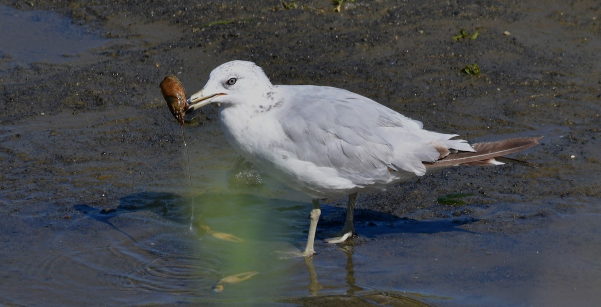 Gaviota de Delaware - ML622056644