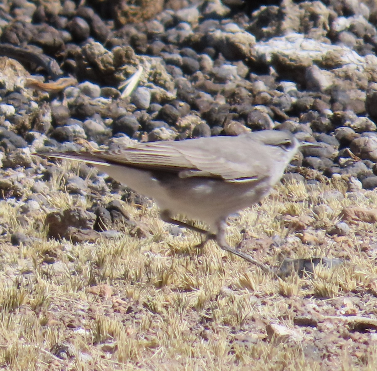 Black-fronted Ground-Tyrant - ML622056646