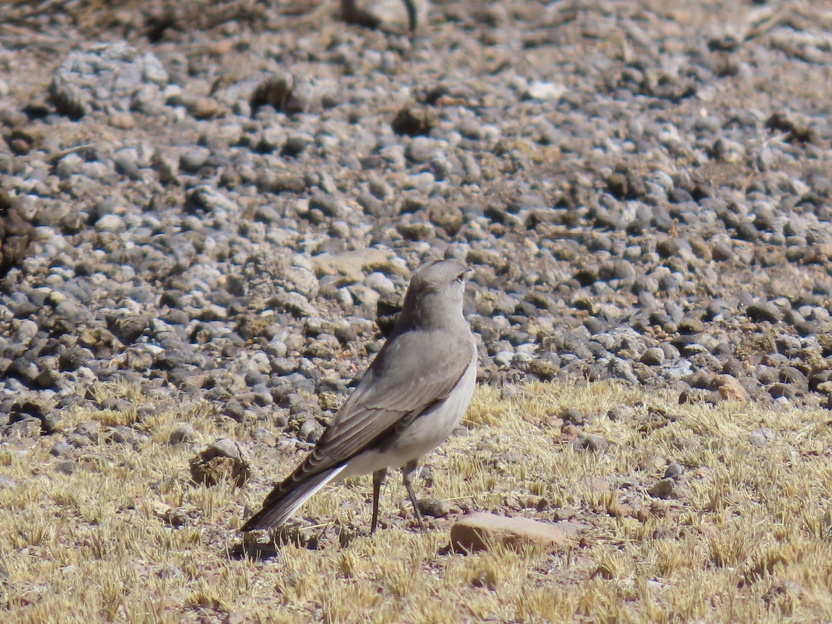 Black-fronted Ground-Tyrant - ML622056648