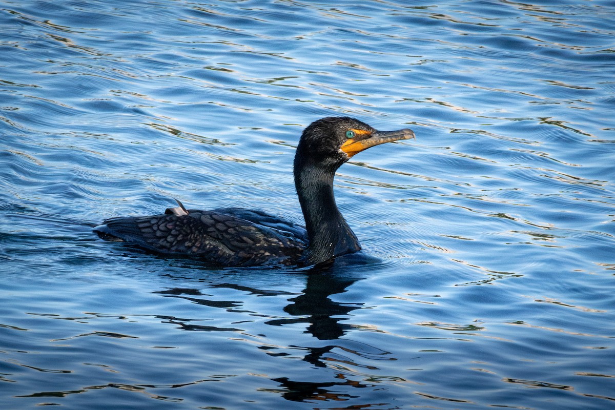 Cormorán Orejudo - ML622056650