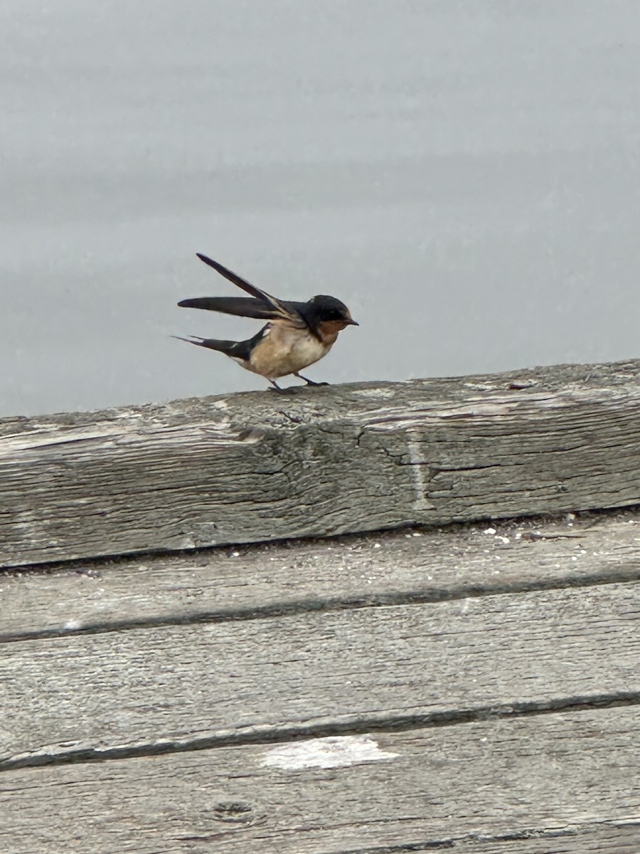 Golondrina Común - ML622056652