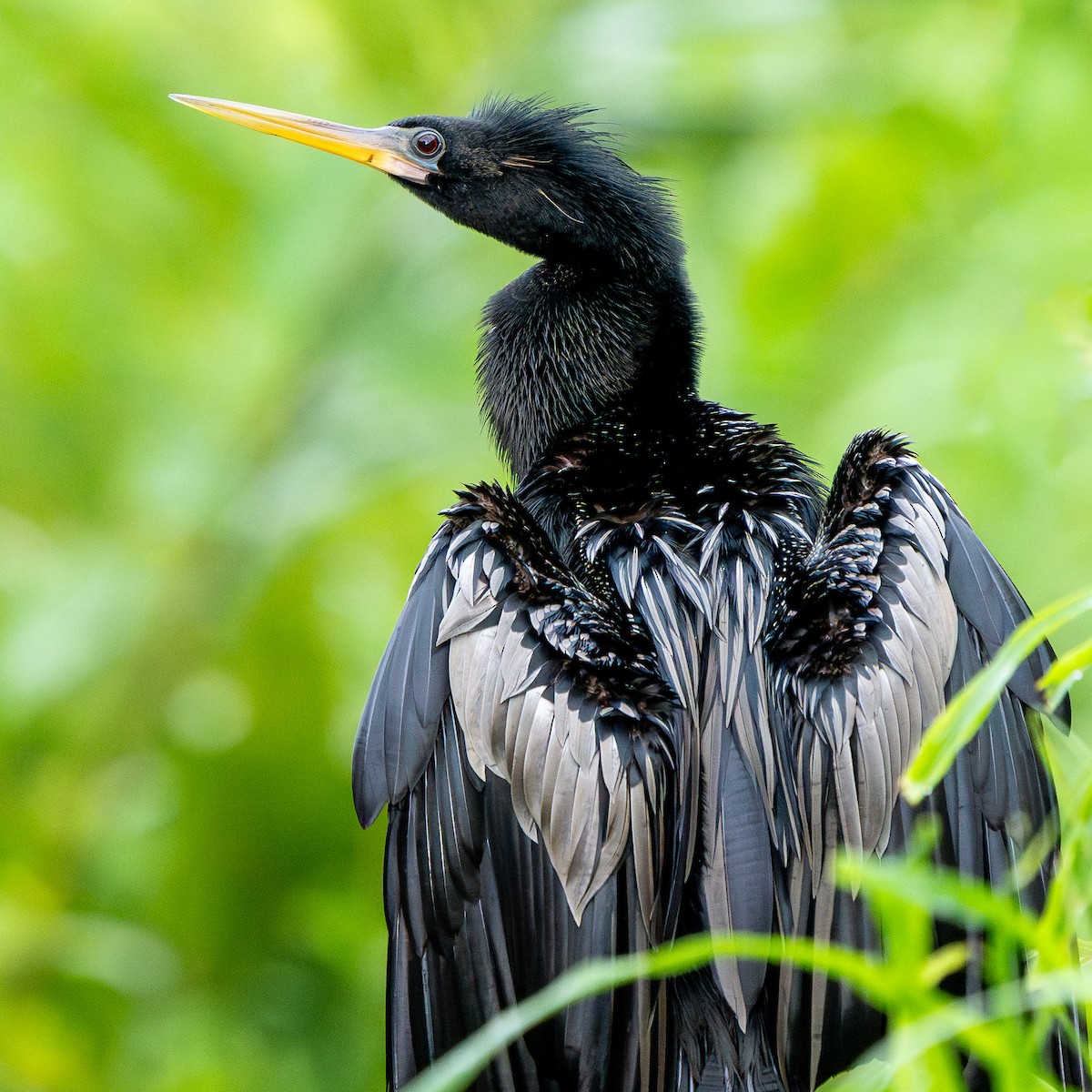 Anhinga Americana - ML622056656