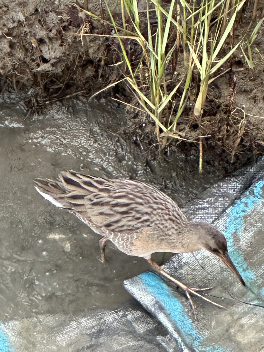 Ridgway's Rail - Cheryl Foster