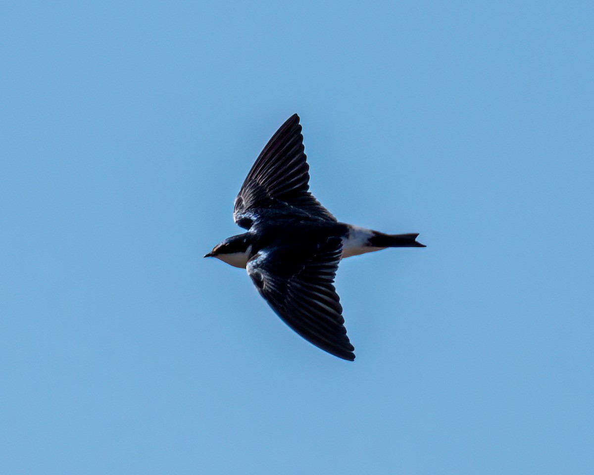 Golondrina Cejiblanca - ML622056665