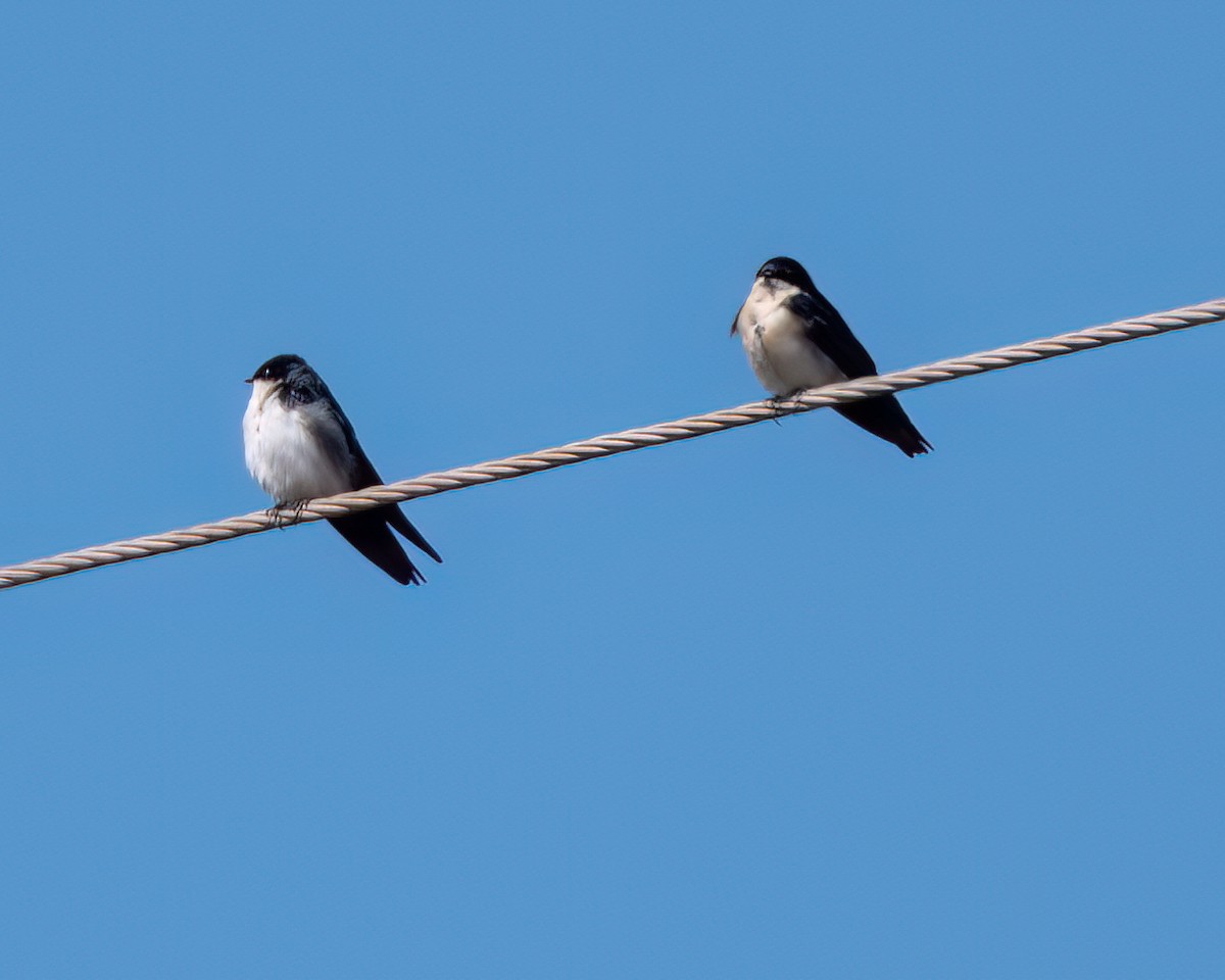 Blue-and-white Swallow - Victor Pássaro