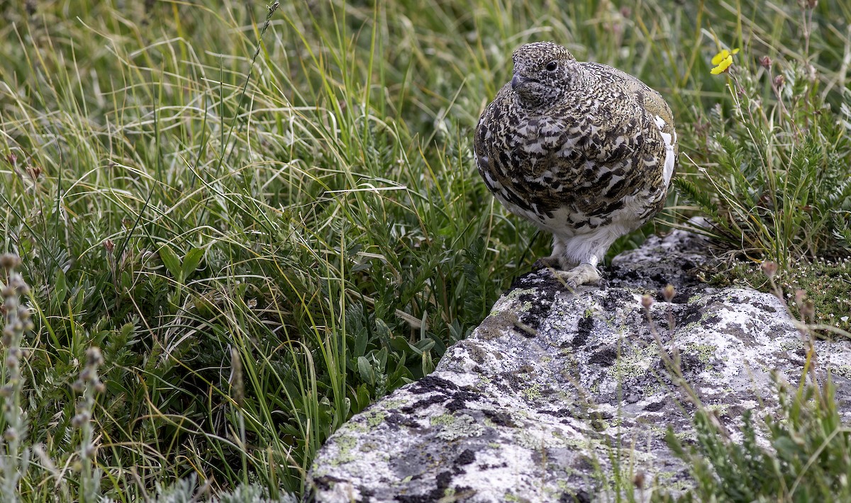 Weißschwanz-Schneehuhn - ML622056672