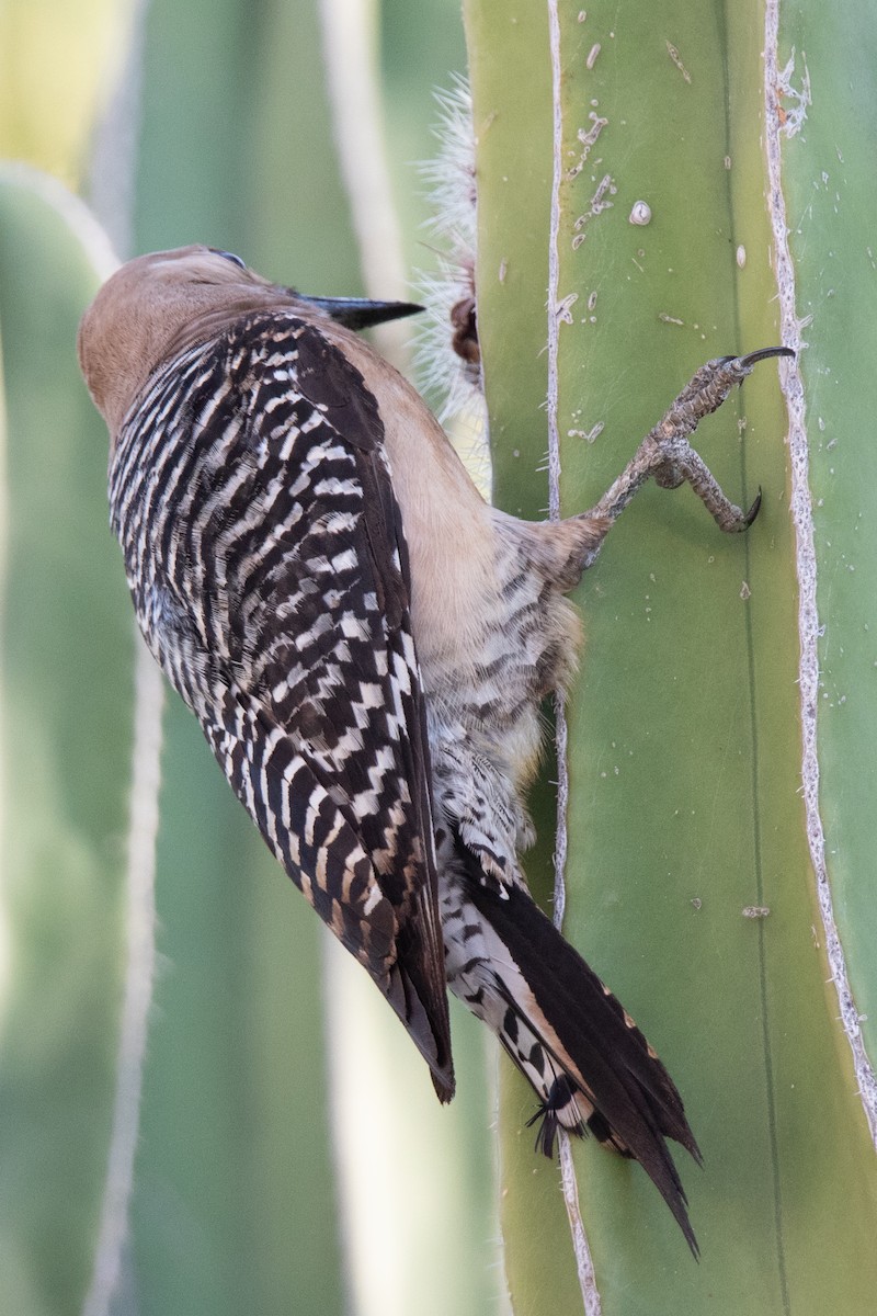 Gila Woodpecker - ML622056678