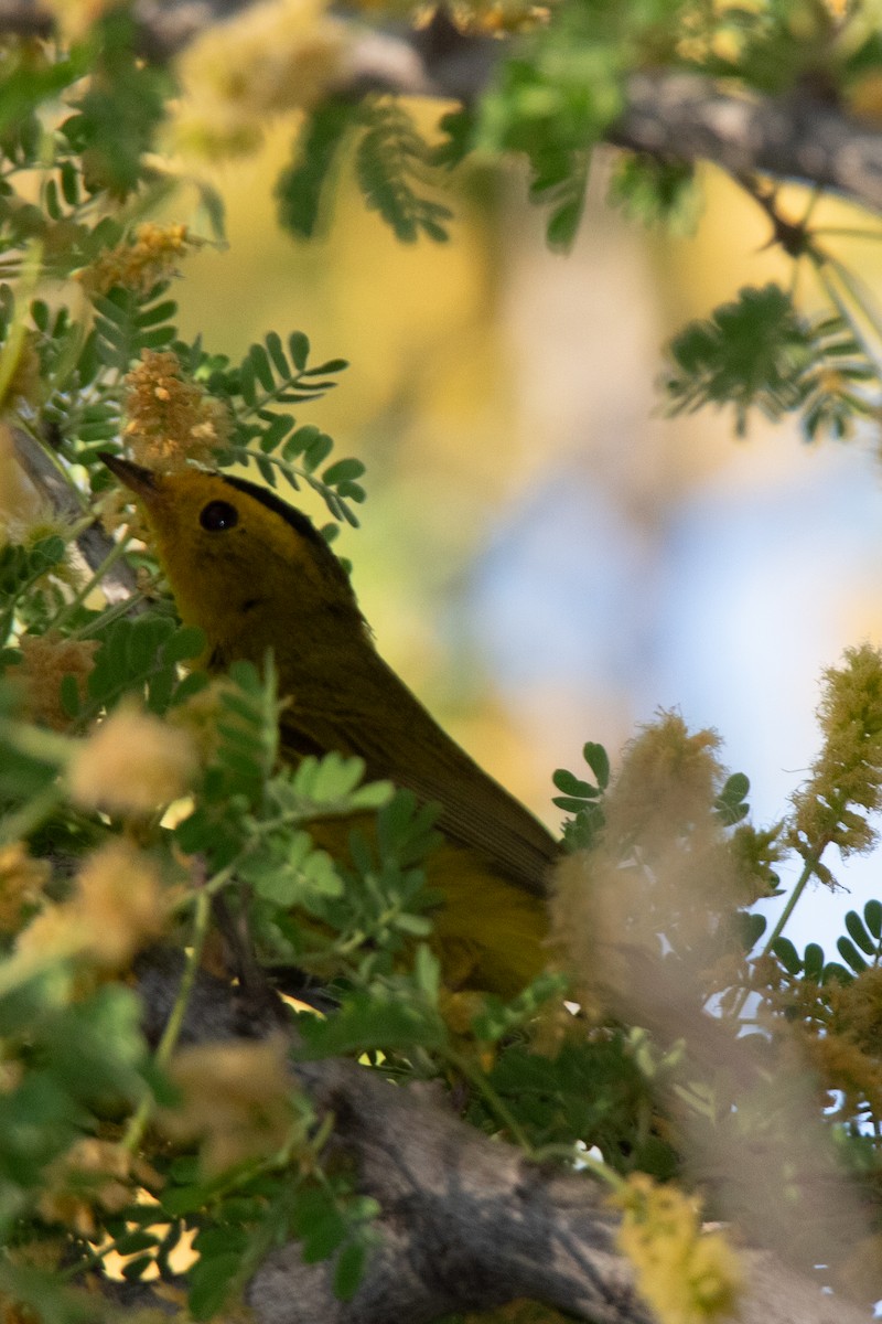 Wilson's Warbler - Rebecca Seago