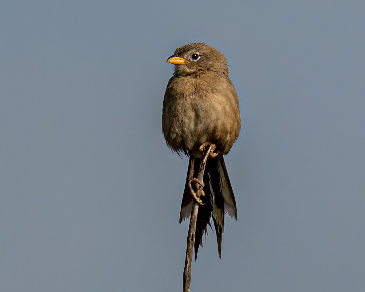 Wedge-tailed Grass-Finch - ML622056682
