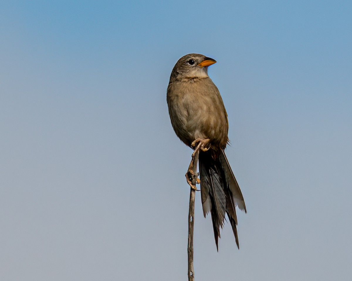 Wedge-tailed Grass-Finch - Victor Pássaro