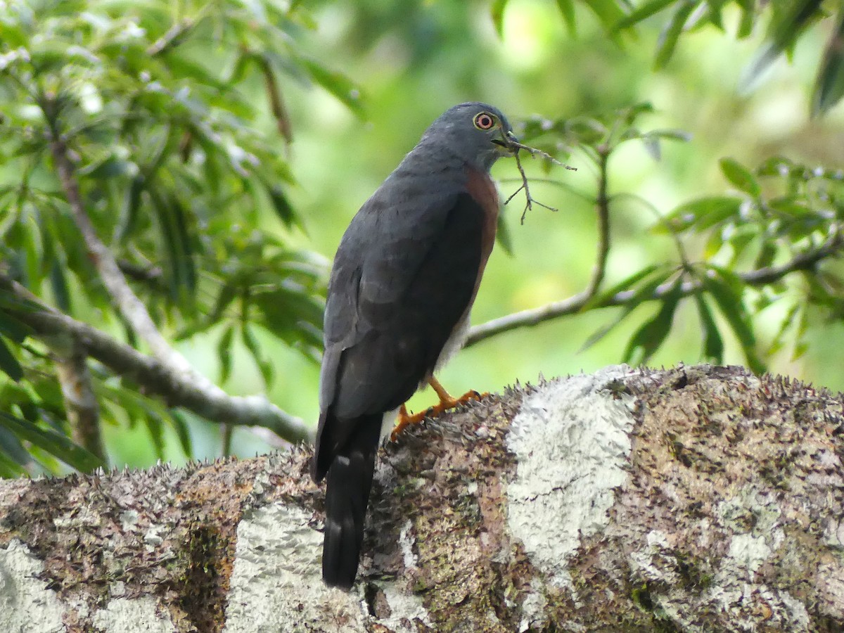 Double-toothed Kite - ML622056684